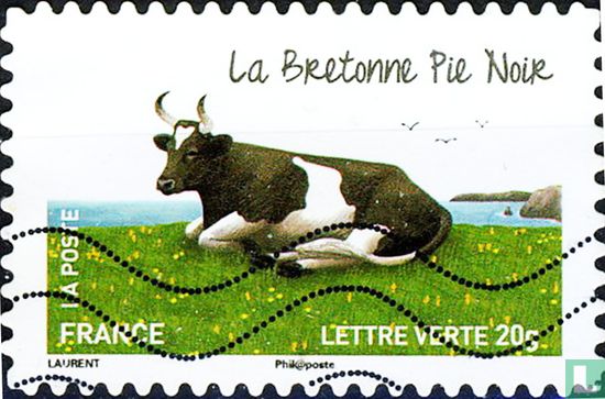 Vaches - La Bretonne Pie Noir