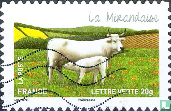 Vaches - La Mirandaise