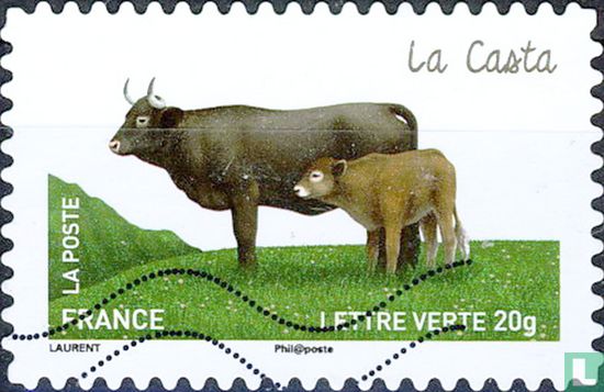 Cows - Casta