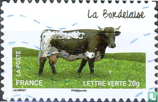 Vaches - La Bordelaise