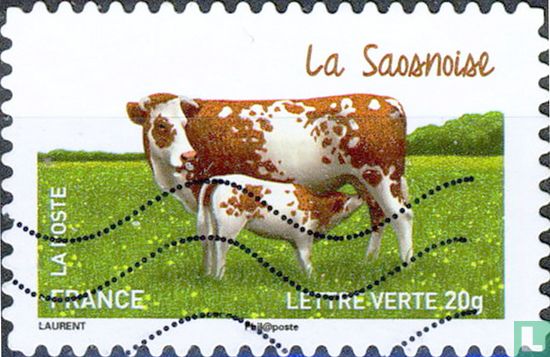 Vaches - La Saosnoise