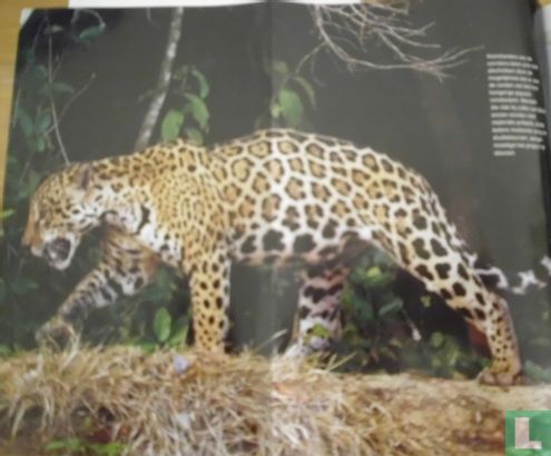 Het pad van de jaguar - Afbeelding 3