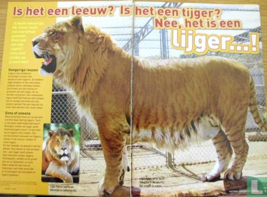 Is het een leeuw? Is het een tijger? Nee, het is een lijger...! - Image 1