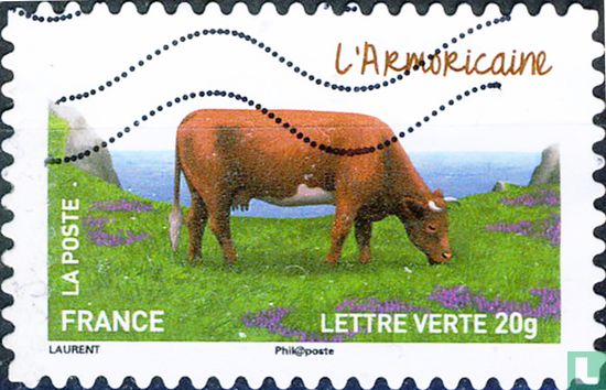 Vaches - L'Armoricaine