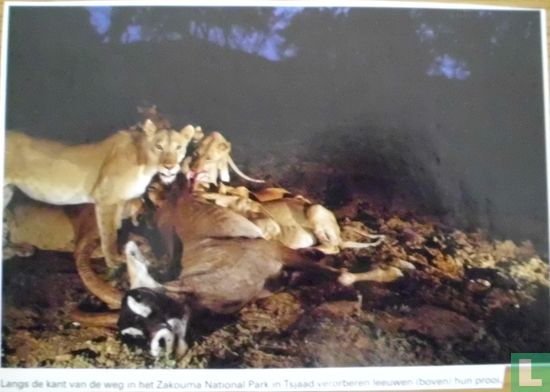 Langs de kant van de weg in het Zakouma National Park in Tsjaad verorberen leeuwen hun prooi