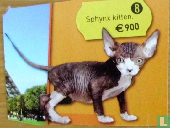 Sphynx kitten 900 euro