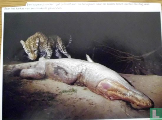 Een luipaard gaf zichzelf aan na terugkeer naar de plaats delict eerder die dag was daar het karkas van een krokodil gevonden