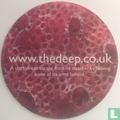 A starfish can ... / The Deep - Image 1