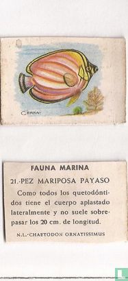 21 Pez Mariposa Payaso
