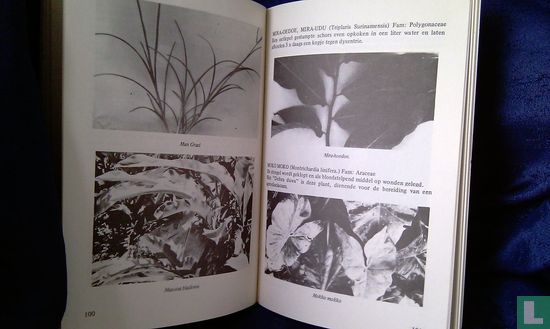 Medicijn planten in Suriname - Afbeelding 3