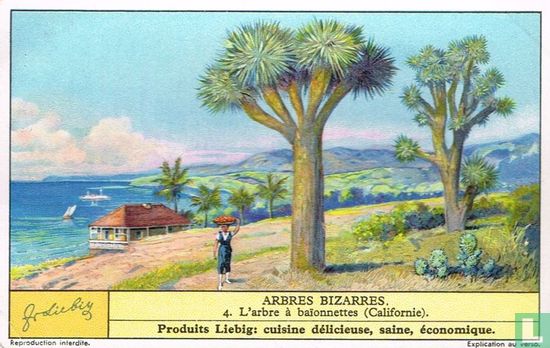 L'arbre à baïonnettes (Californie)