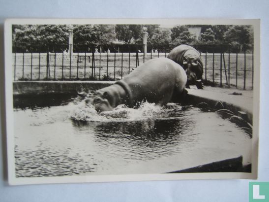 Nijlpaarden - Afbeelding 1