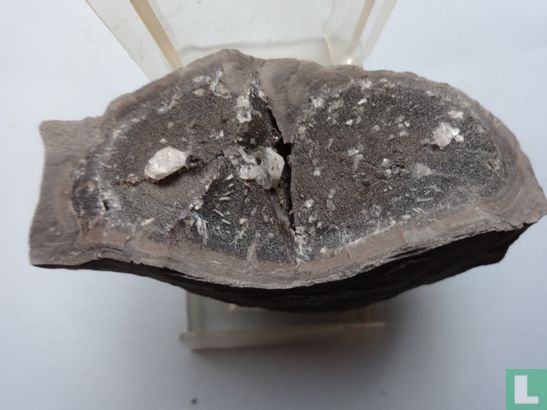 Septarie zwart met kristal