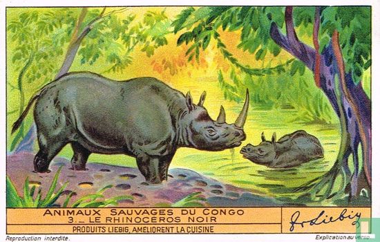 Le rhinoceros noir