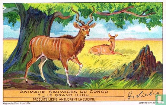 Le grand kudu