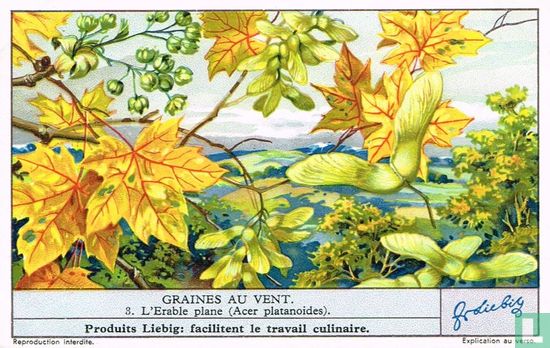 L'Erable plane (Acer platanoides)