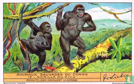Gorille du Kivu