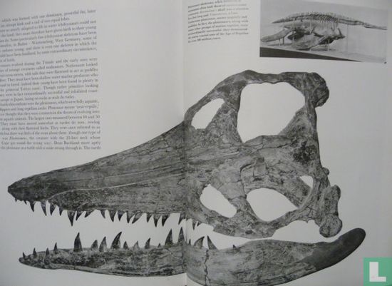 The Natural History of the Dinosaur - Afbeelding 3