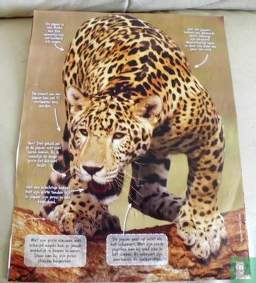Bijzonder dier: De Jaguar - Afbeelding 2