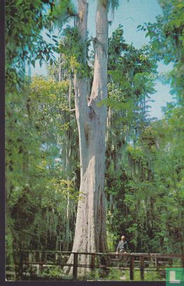 GM.7 Cypress Tree Great Masterpiece Lake Pierce Lake Wales - Image 1