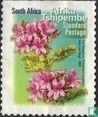 Flore et faune (Tshipembe)