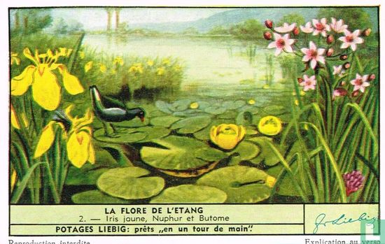 Iris jaune, Nuphur et Butome