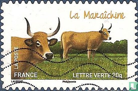 Vaches - La Maraîchine