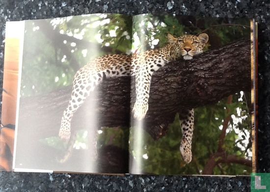 Africa - Image 3