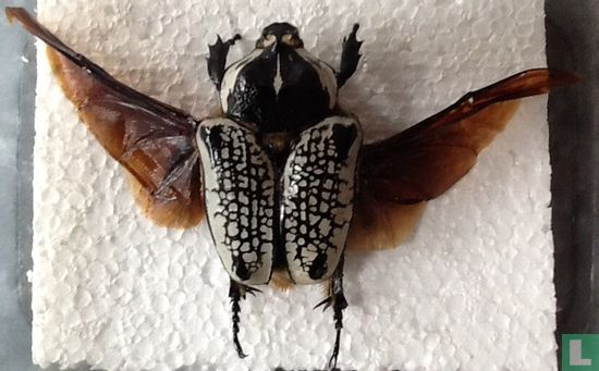 Goliathus Orientalis Female Open Wings