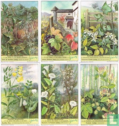 Plantes grimpantes