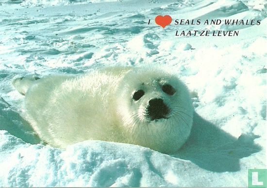 I love seals and whales, laat ze leven 