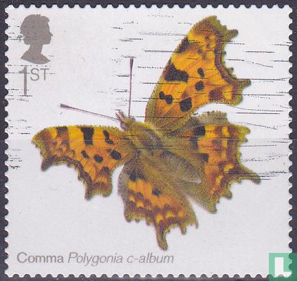 Comma Butterfly