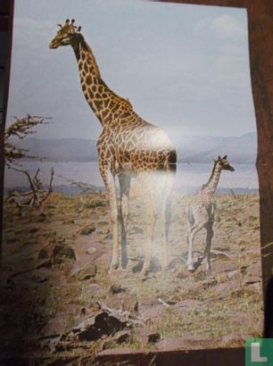 De giraf - Bild 2