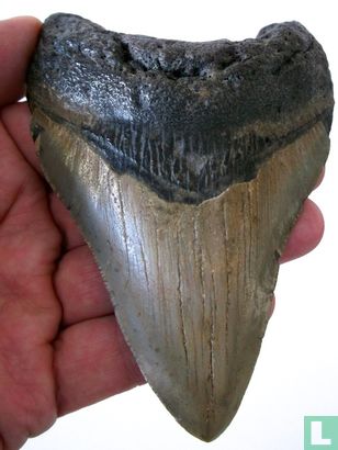 Carcharodon Megalodon Haaietand - Bild 1