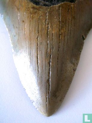 Carcharodon Megalodon Haaietand - Bild 2