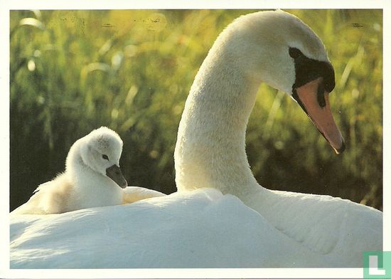 Zwaan