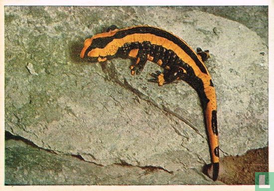 Vuursalamander - Image 1