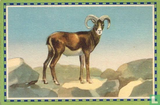 La mouflon - Image 1