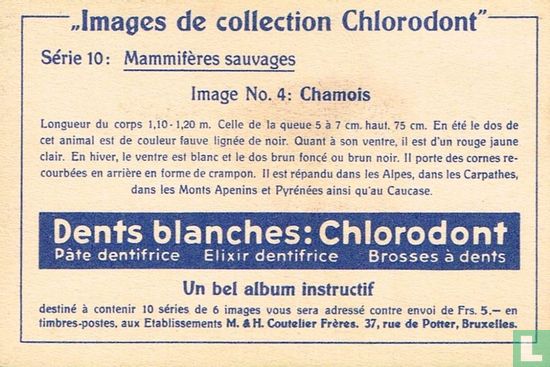 Chamois - Image 2