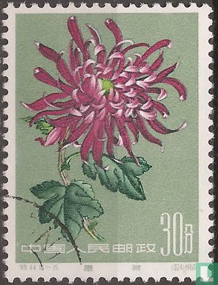Chrysanthemums - Image 1