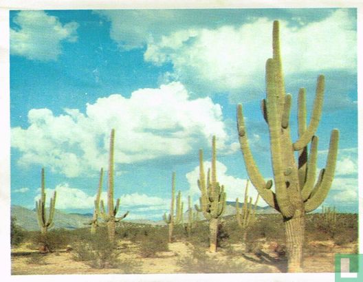 Saguaro-natuurreservaat in Arizona - Image 1