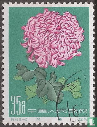 Chrysanthèmes - Image 1