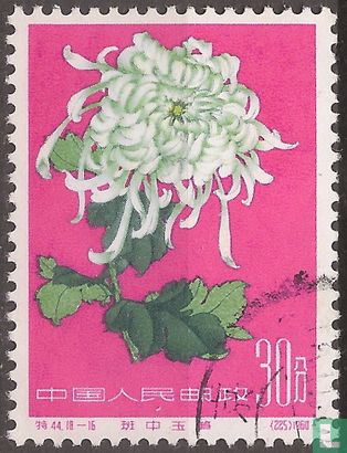 Chrysanthemen - Bild 1