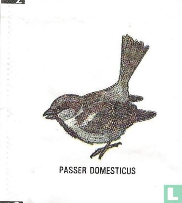 Passer Domesticus - Image 1