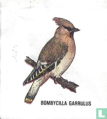 Bombycilla Garrulus - Bild 1
