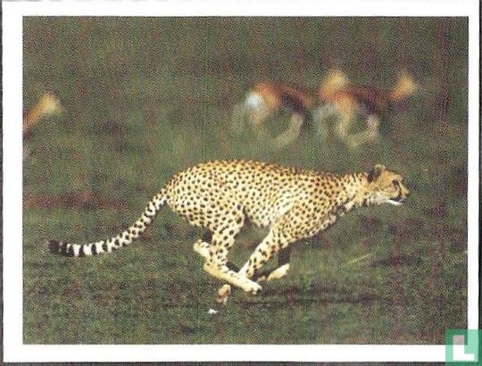 Cheeta - Image 1