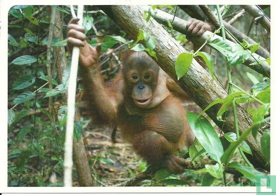 Orang-oetang in het oerbossen van Indonesië 
