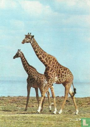 Giraffe  - Afbeelding 1
