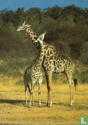 Giraffe (5530)  - Afbeelding 1