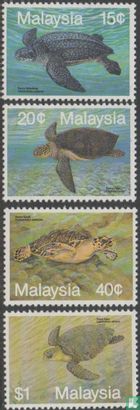 Marine life-turtles